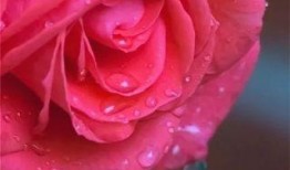 水晶玫瑰最新爆料图片,惊艳绝伦的视觉盛宴